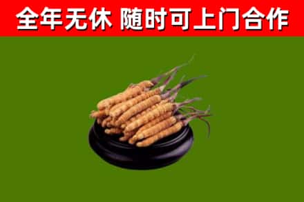 思茅回收散虫草